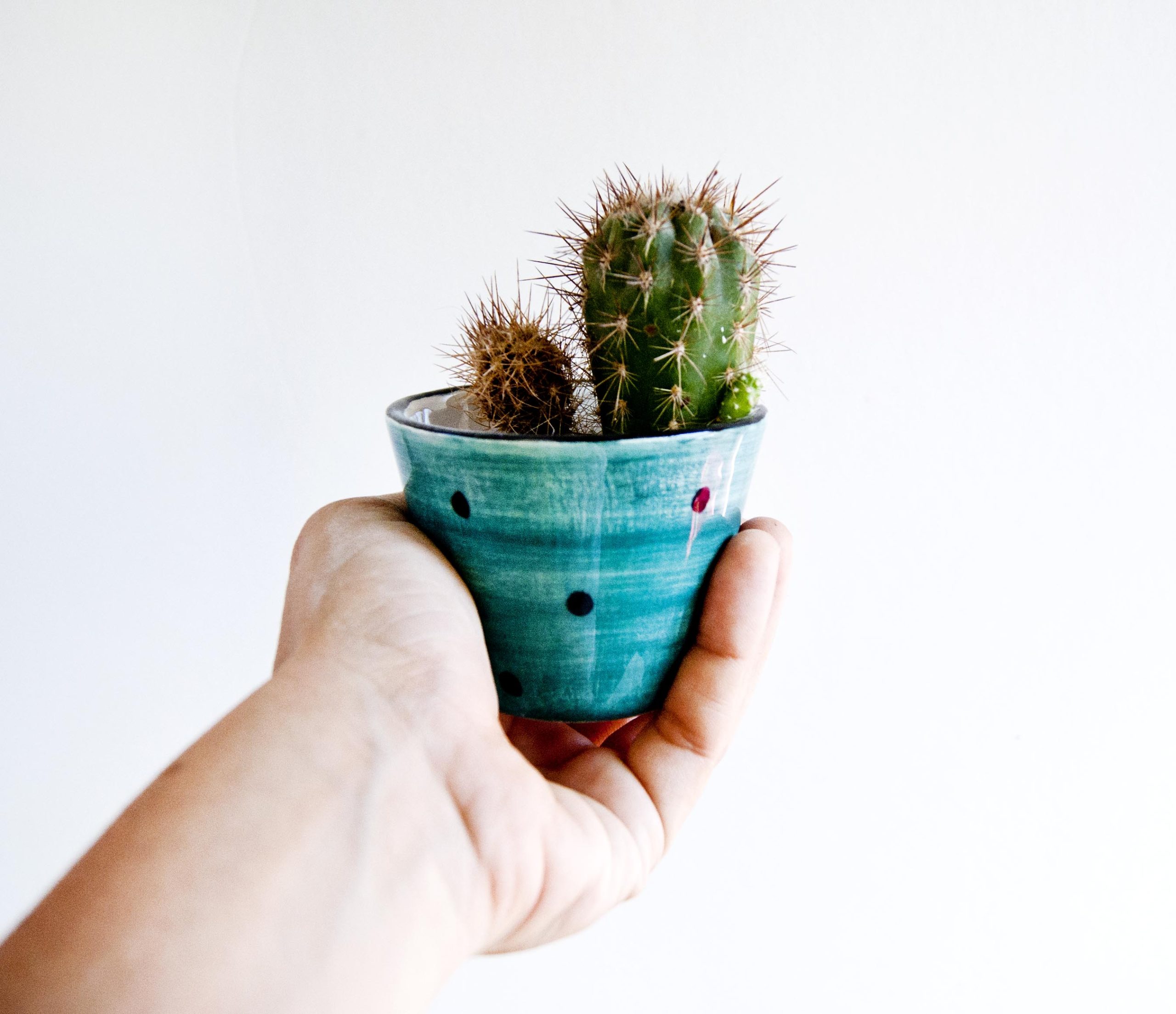 Maceta pequeña de cerámica verde con lunares para crasas, cactus o suculentas